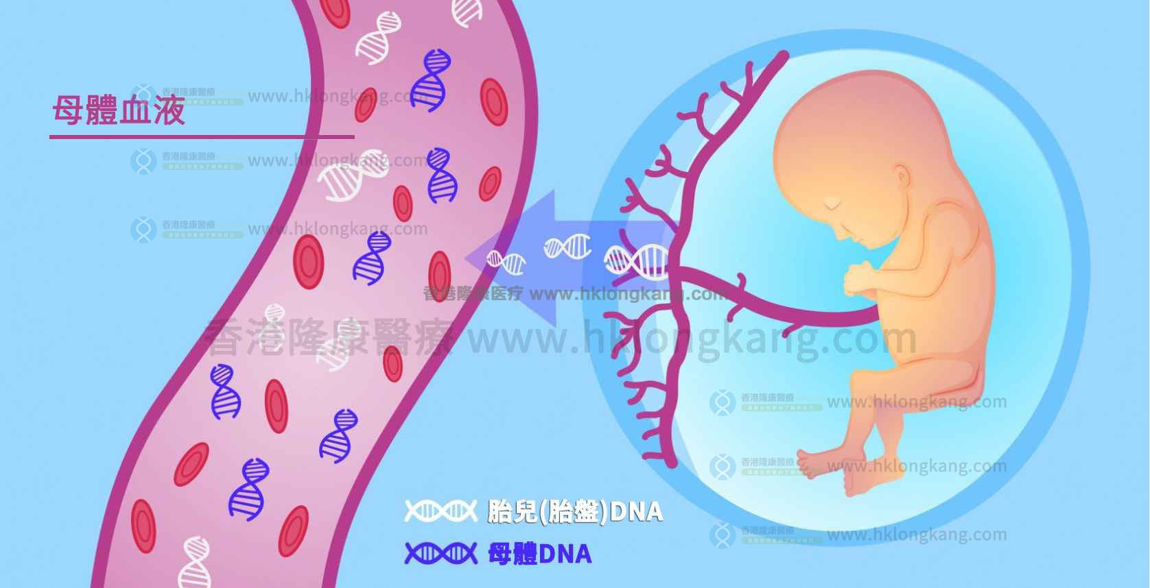 母体与胎儿DNA示意图