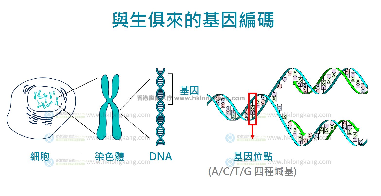 基因位点
