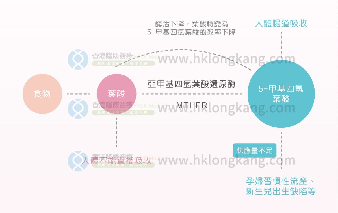 叶酸代谢基因检测图01